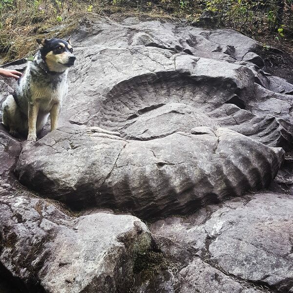 The "Fossil Truck Tire" a 1.4m wide ammonite (Titanites occidentalis) near Fernie BC. Photo from Red Tree Lodge